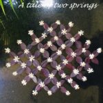 “A tale of two springs” savita-story