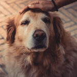 Let’s discuss palliative care for our pets!