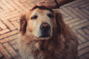 Let’s discuss palliative care for our pets!